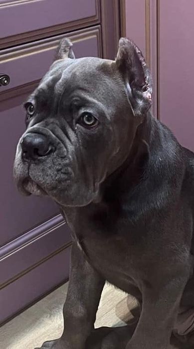 Кане корсо великий пес