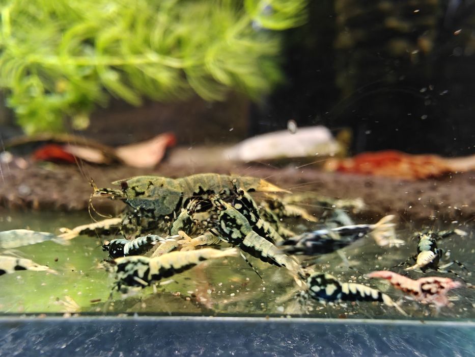 Krewetki Caridina BOA