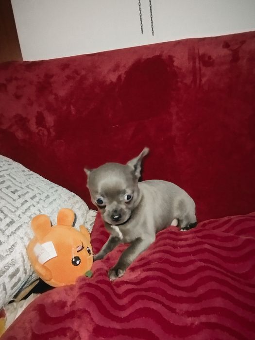 Cudna  Chihuahua. Niebieska