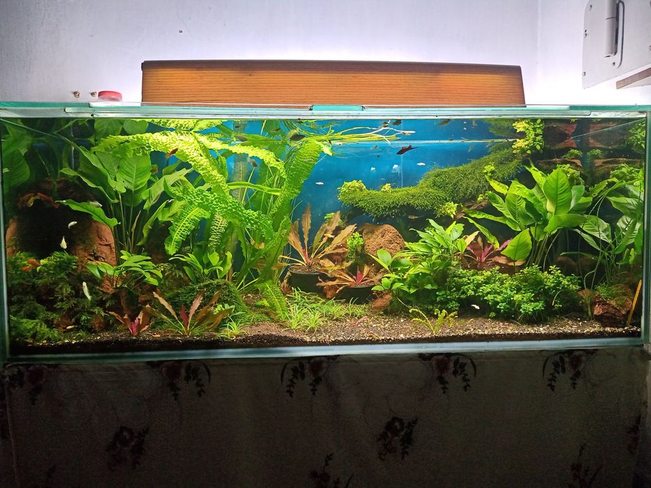 Акваріумні повільні рослини.