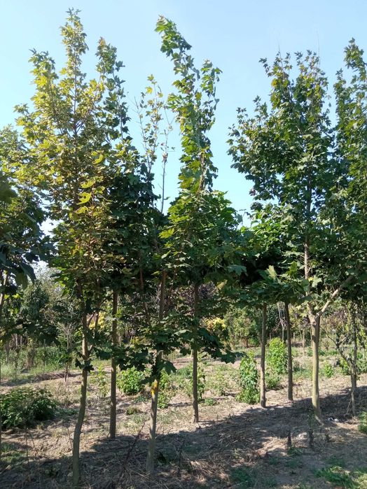 Sadzonki, drzewa Klon jawor6-25cm,lipa,grab,buk,jesion, brzoza,Sosna