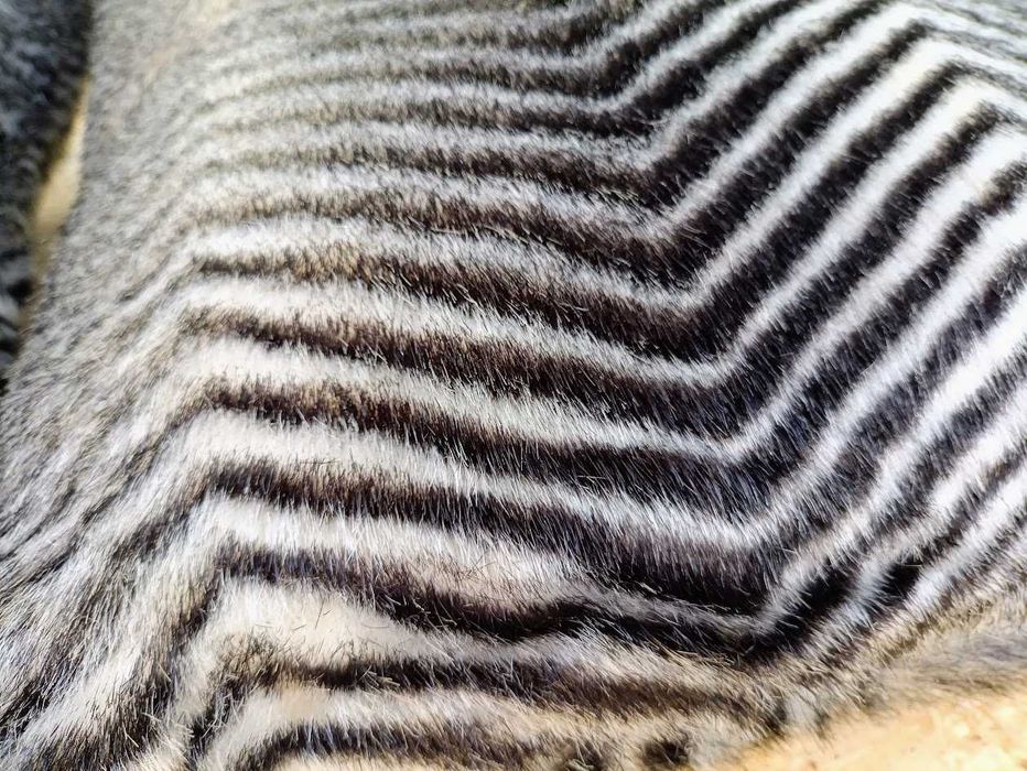 Par de almofadas em tecido padrão zebrado