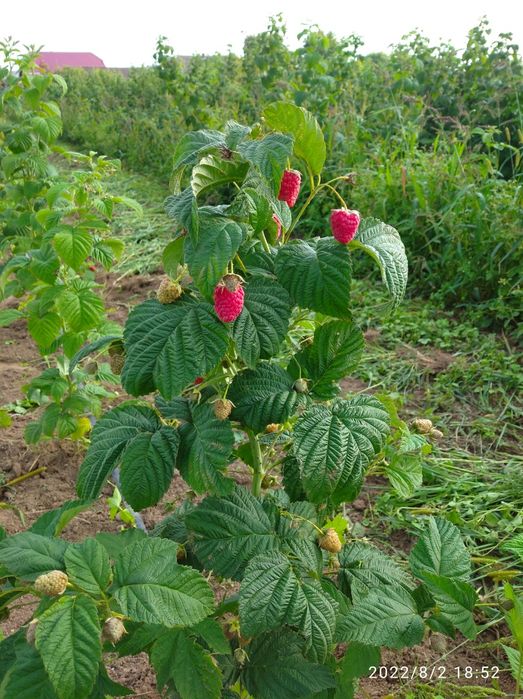 Саджанці малини Еріка