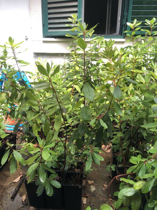 Medronheiros e Zimbros