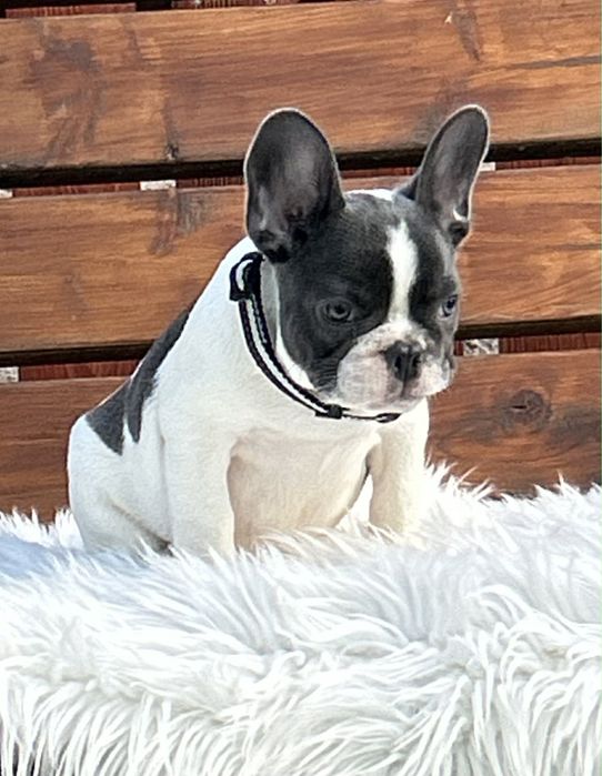 Buldog francuski piesek