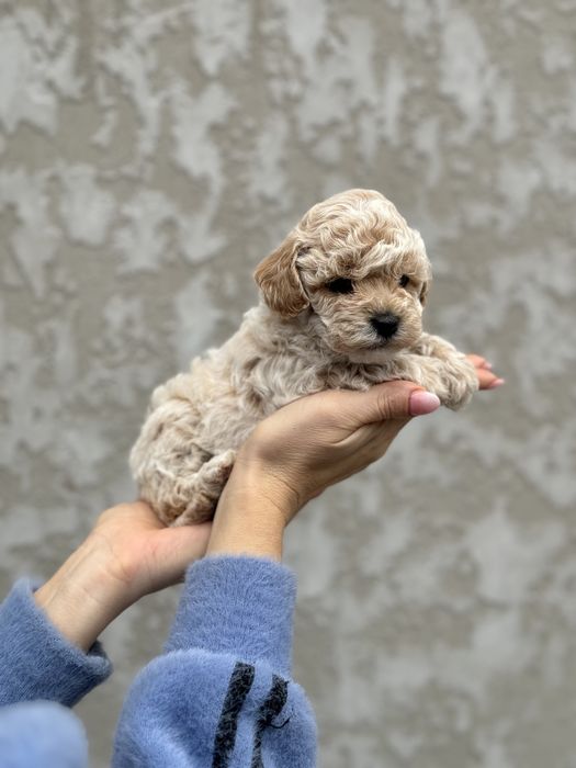 Мальтипу мини девочка пушон лусшее качество