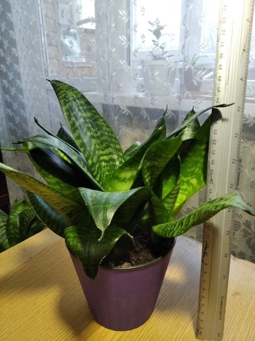 Цветы. Квіти кімнатні