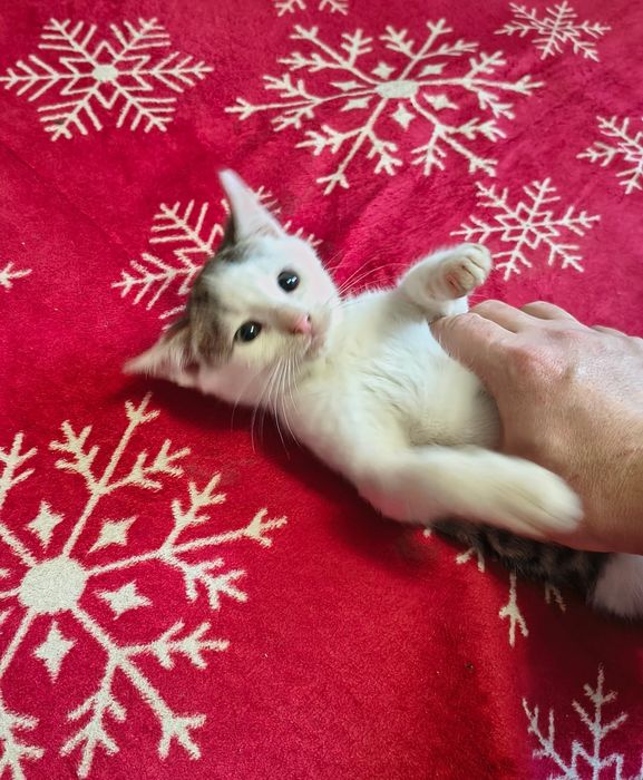 Віддам кошеня в добрі руки