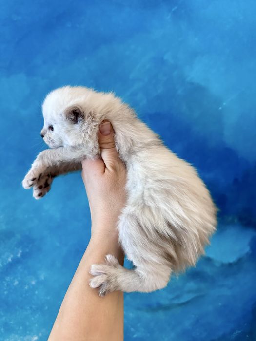 Kocurek shaded z efektem merle do hodowli