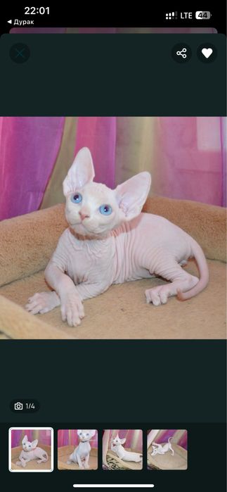 Котенок сфинкс. Продам