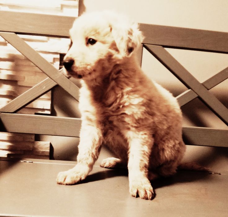 Piesek mix labrador border coli