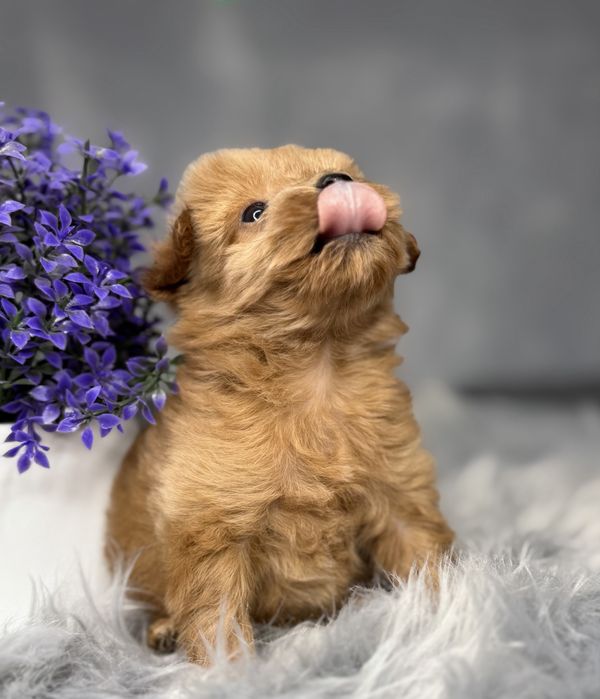 Девочка мальтипу Baby face