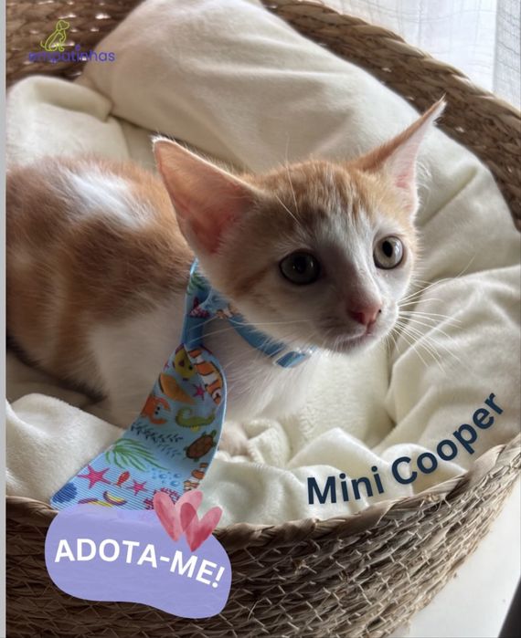 Gatinho 2 meses para adoção responsável