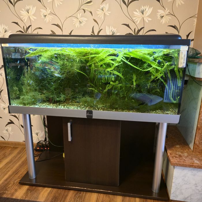 Akwarium 300l z życiem