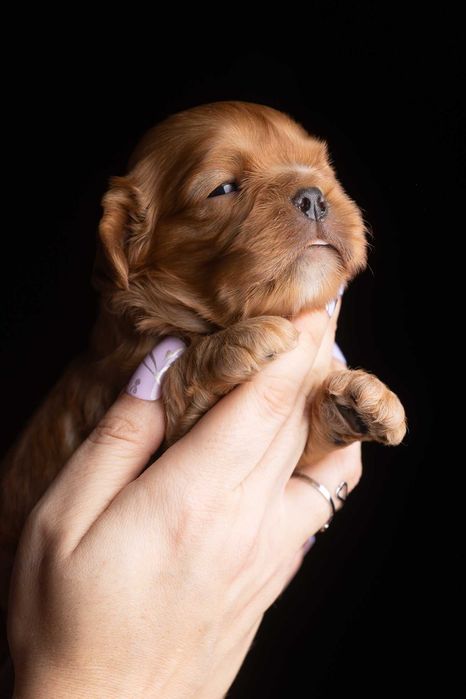 Cavalier King Charles Spaniel* Chłopczyk ruby