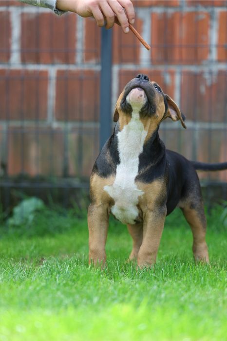 Szczeniak American Bully XL