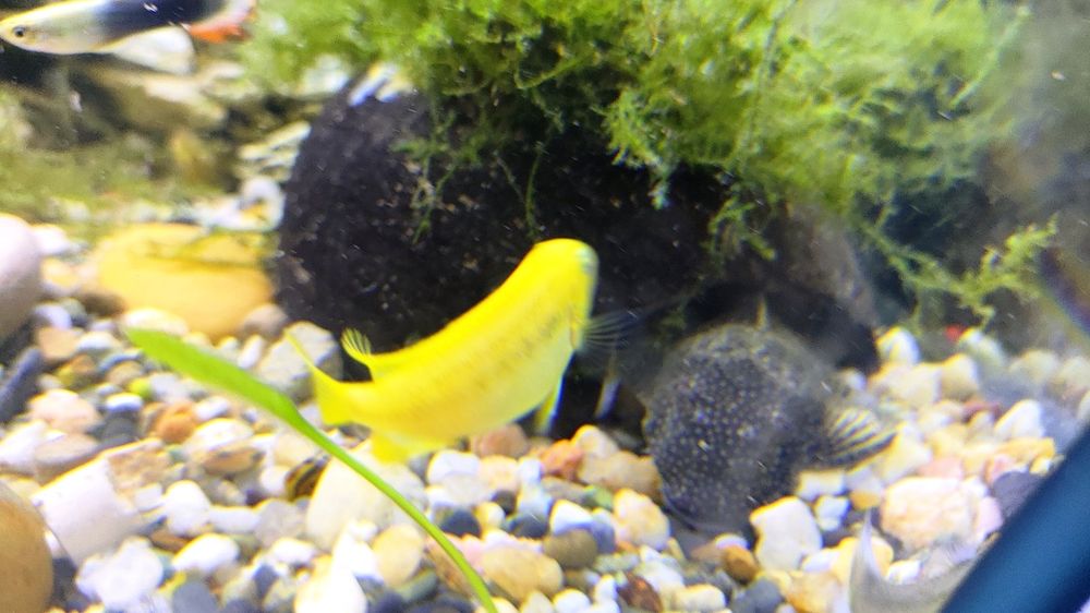 Ciclídeos papagaio anão / africanos