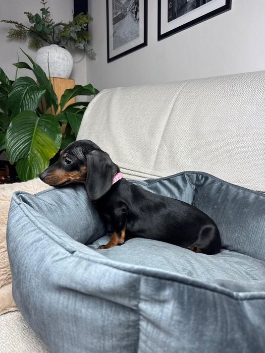 jamnik miniaturowy szczeniak