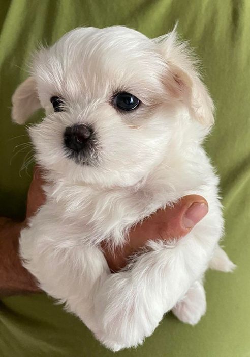 Szczeniak Maltańczyka