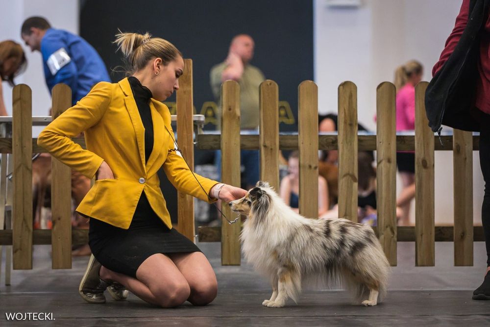 Owczarek Szetlandzki - Sheltie