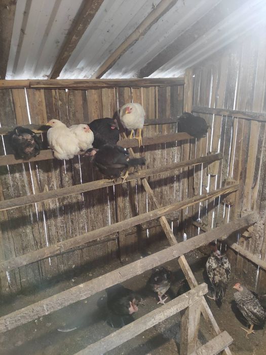 Продам курчат, віком від 2--х місяців