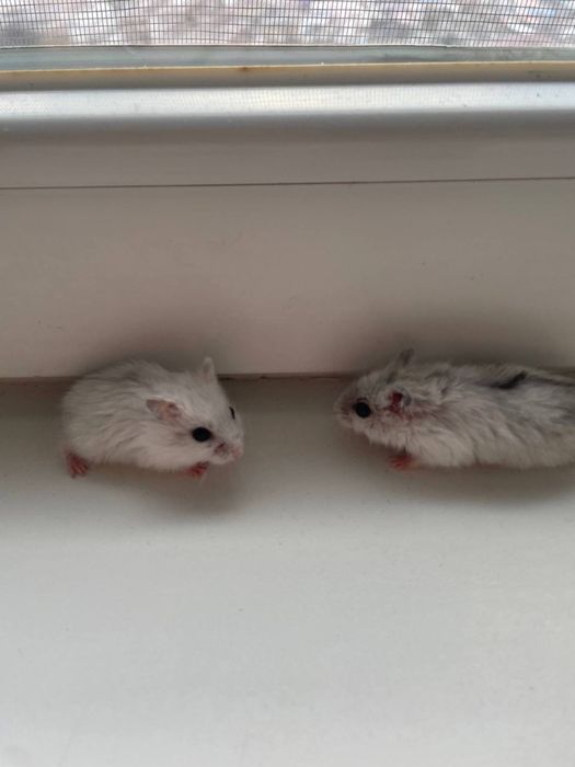 хомяки бесплатно одаю