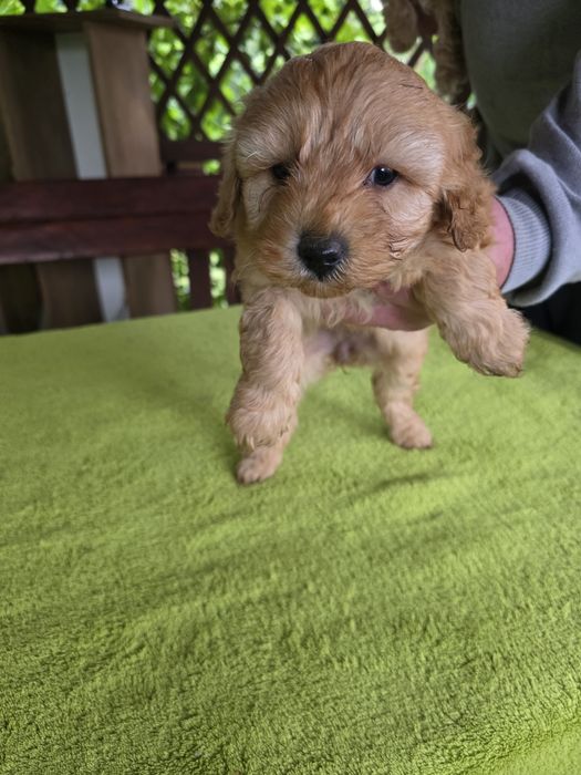 Śliczna suczka maltipoo