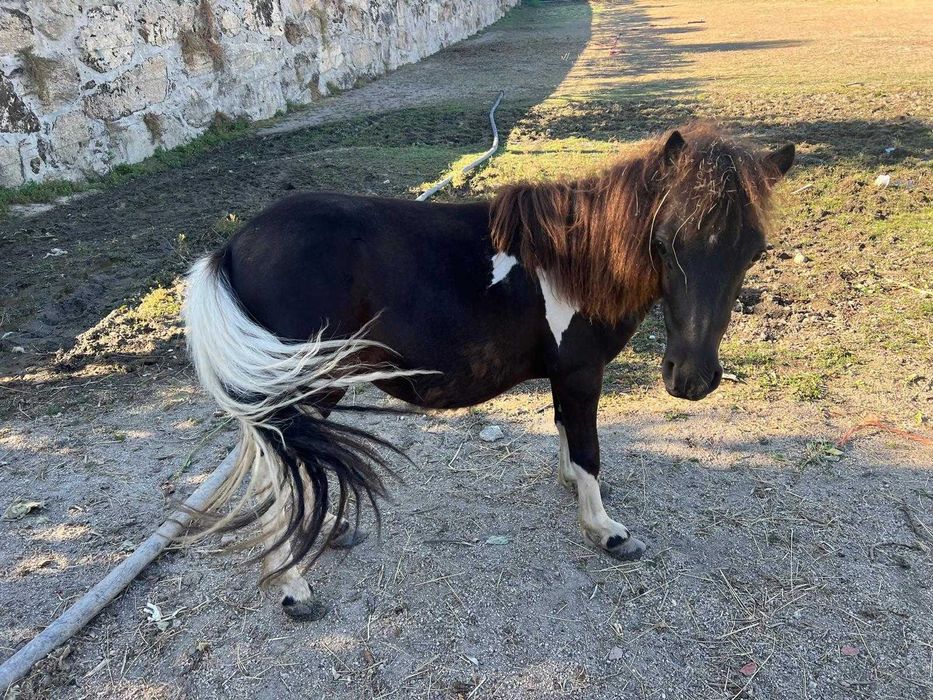 Pónei castanho e branco