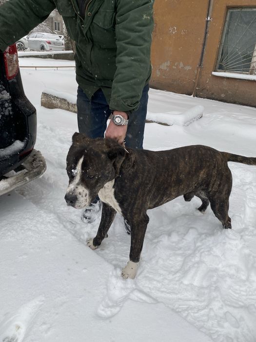 Кане корсо и стаффорд метис