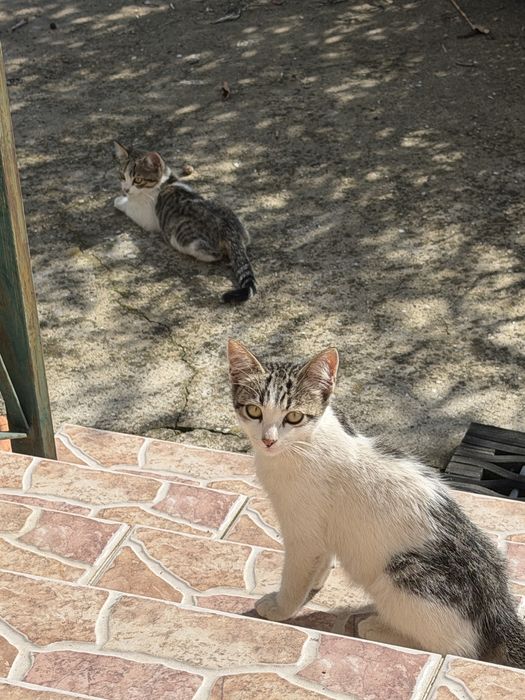 Gatinhos, gatos, gata