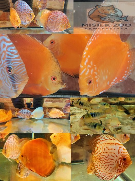 MISIEKZOO Dyskowce - Paletka Turkus / Rozmiar 5 cm / Różne odmiany