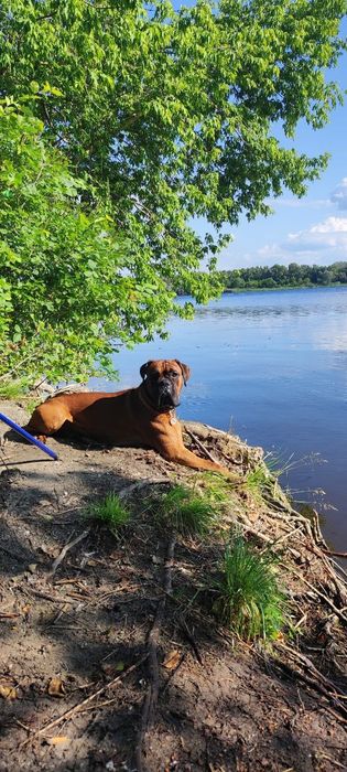 Немецкий боксер ищет невесту (вязка)