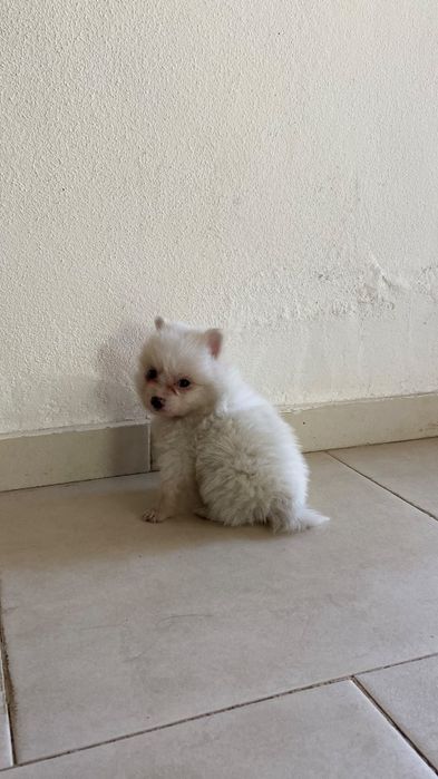 Spitz alemão ( Lulu) fêmea