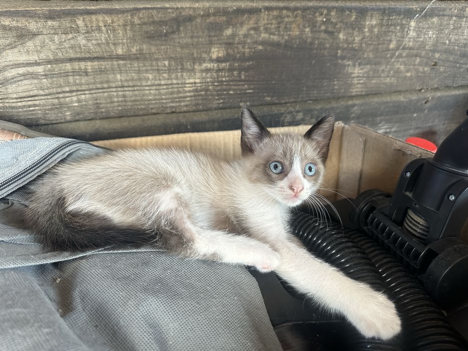 Gatinhos para adocção