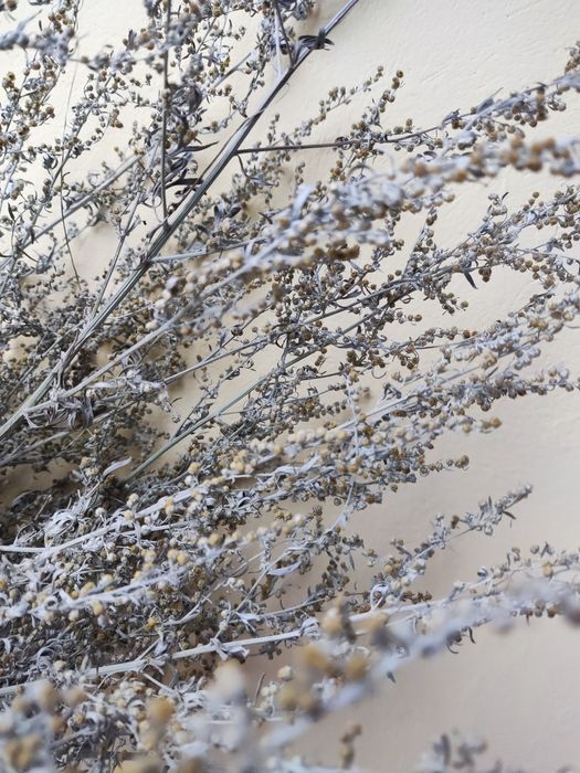 Duża wiązka piołunu z kwiatem