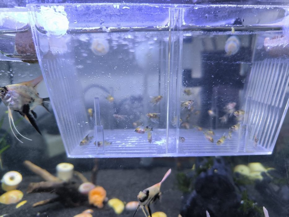 Escalares Koi bebes adolescentes e adulto