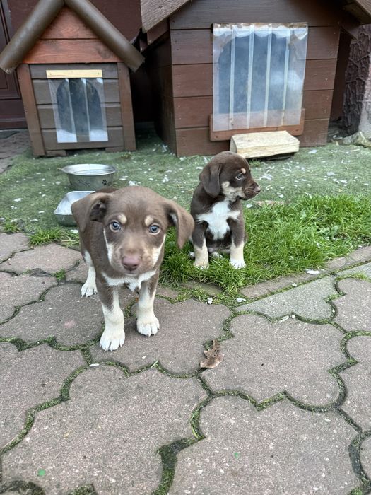 Pieski w dobre ręce