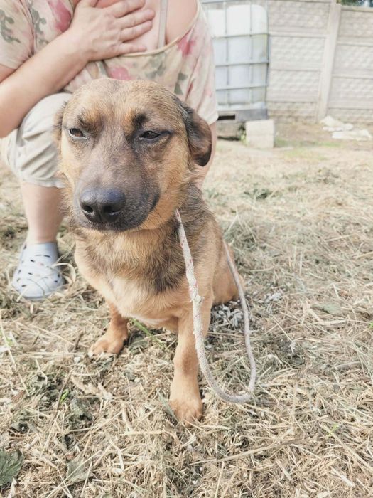 Antoś do adopcji