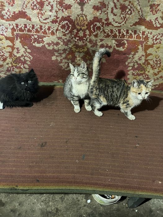 Отдам котят в хорошие руки