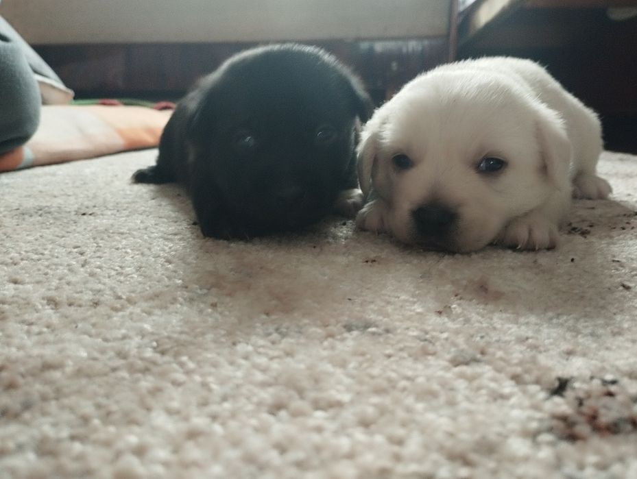 Цуцики хлопчики в хороші руки)