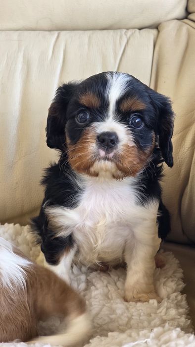 King Charles Cavalier Tricolor Macho