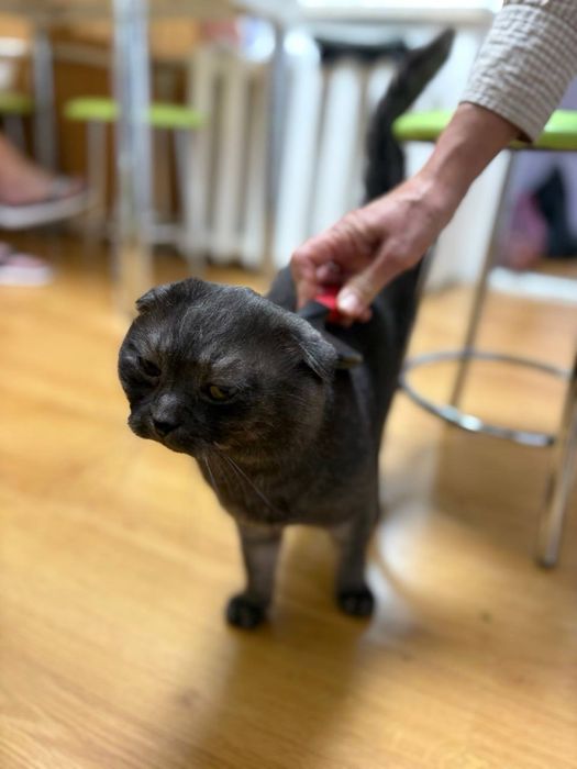 Шоландець в’язка кіт