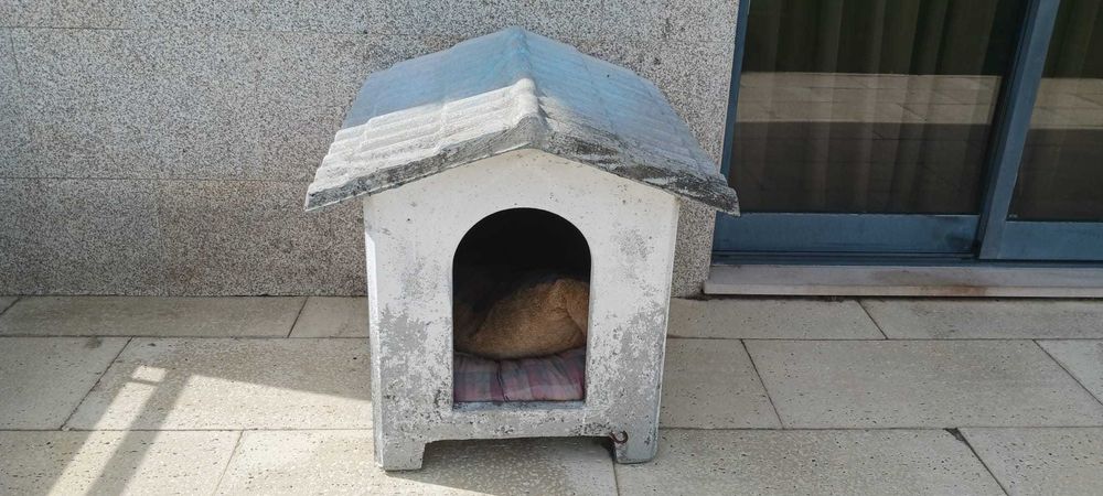 Casota em cimento perfeito para cão médio/grande