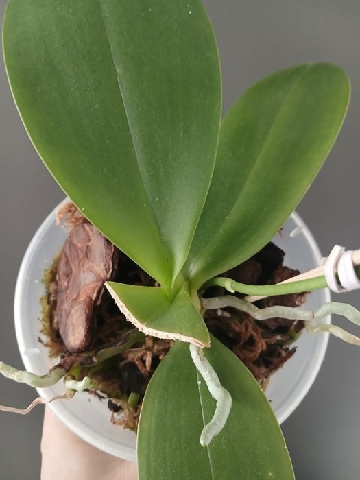 Орхідея фаленопсис Green World