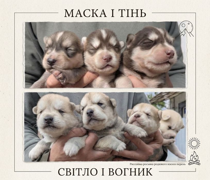 Сибірський хаскі