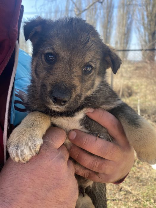 Цуценята шукають домівку