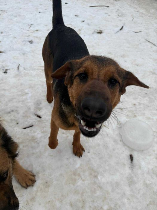 Oddam za darmo,do adopcji- śliczna Kora szuka domu.