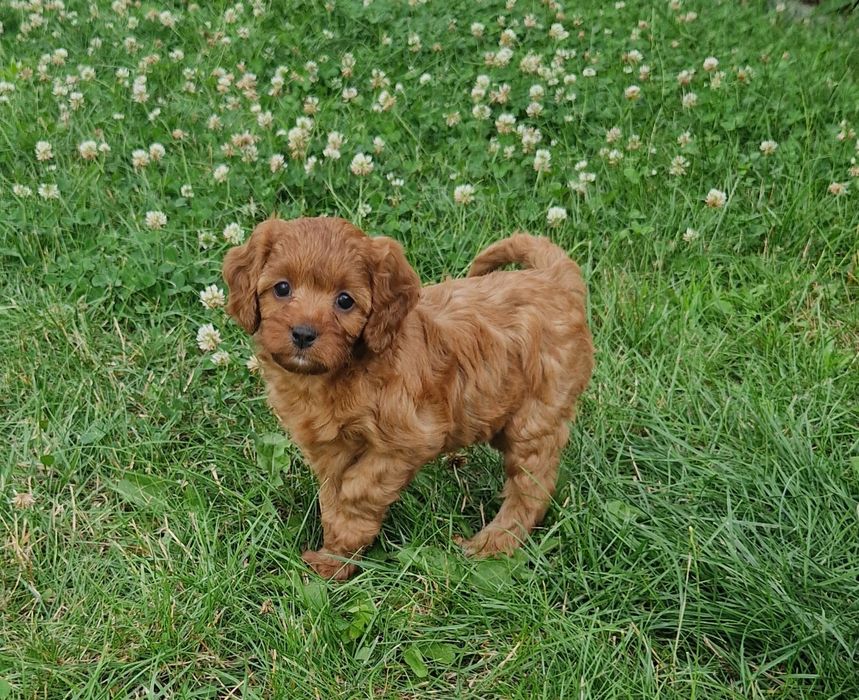Sunia cavapoo f1