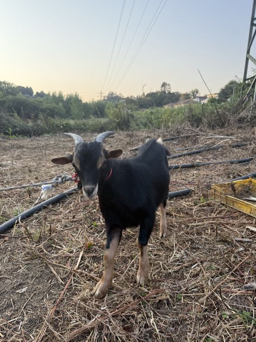 Cabrito raça 9 meses melhor oferta