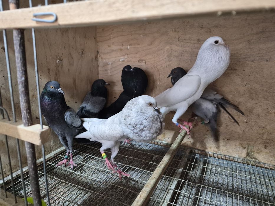 Disponíveis Tremedor de Stargard  Bruneres  Mookes  Frizadas carrieres